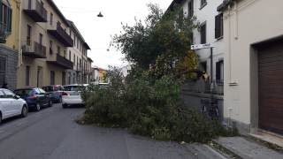 Albero caduto sulla strada