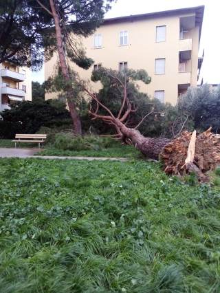 Albero caduto sulla strada