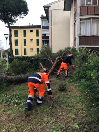 Operatori che tagliano le fronde dell\'albero caduto vicino alle abitazioni